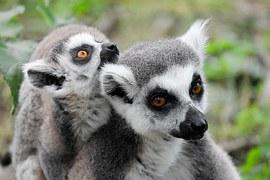 Madagaskar z Vídně za 15190 Kč