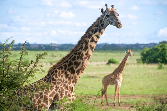 Nairobi z Prahy - letenky do Keni za 12290 Kč