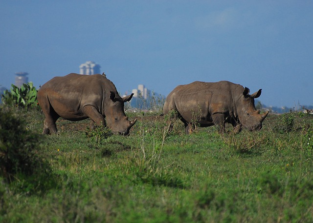 Africké safari z Prahy - Keňa - Nairobi za 12790 Kč